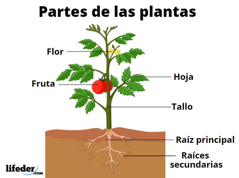 partes-de-las-plantas.jpg
