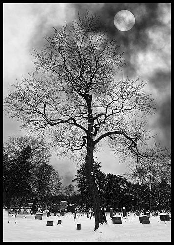 Graveyard tree.jpeg