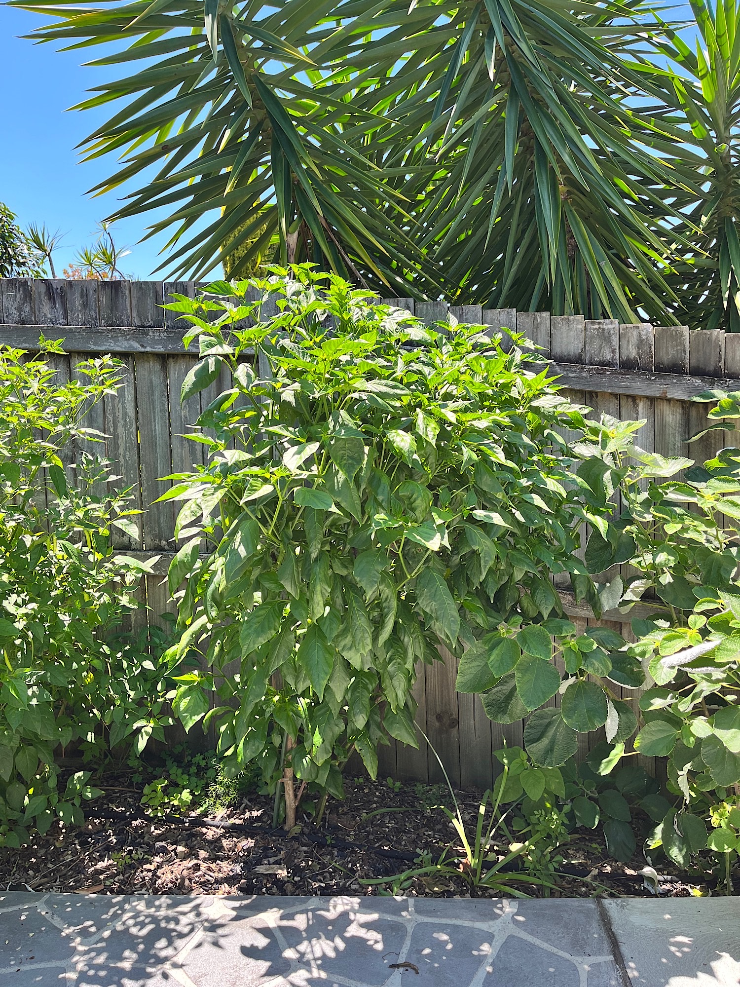 Aji Amarillo