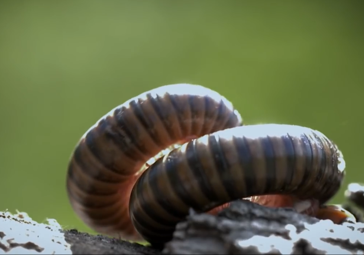 02.-Los-insectos-del-bosque-gusano-1.png