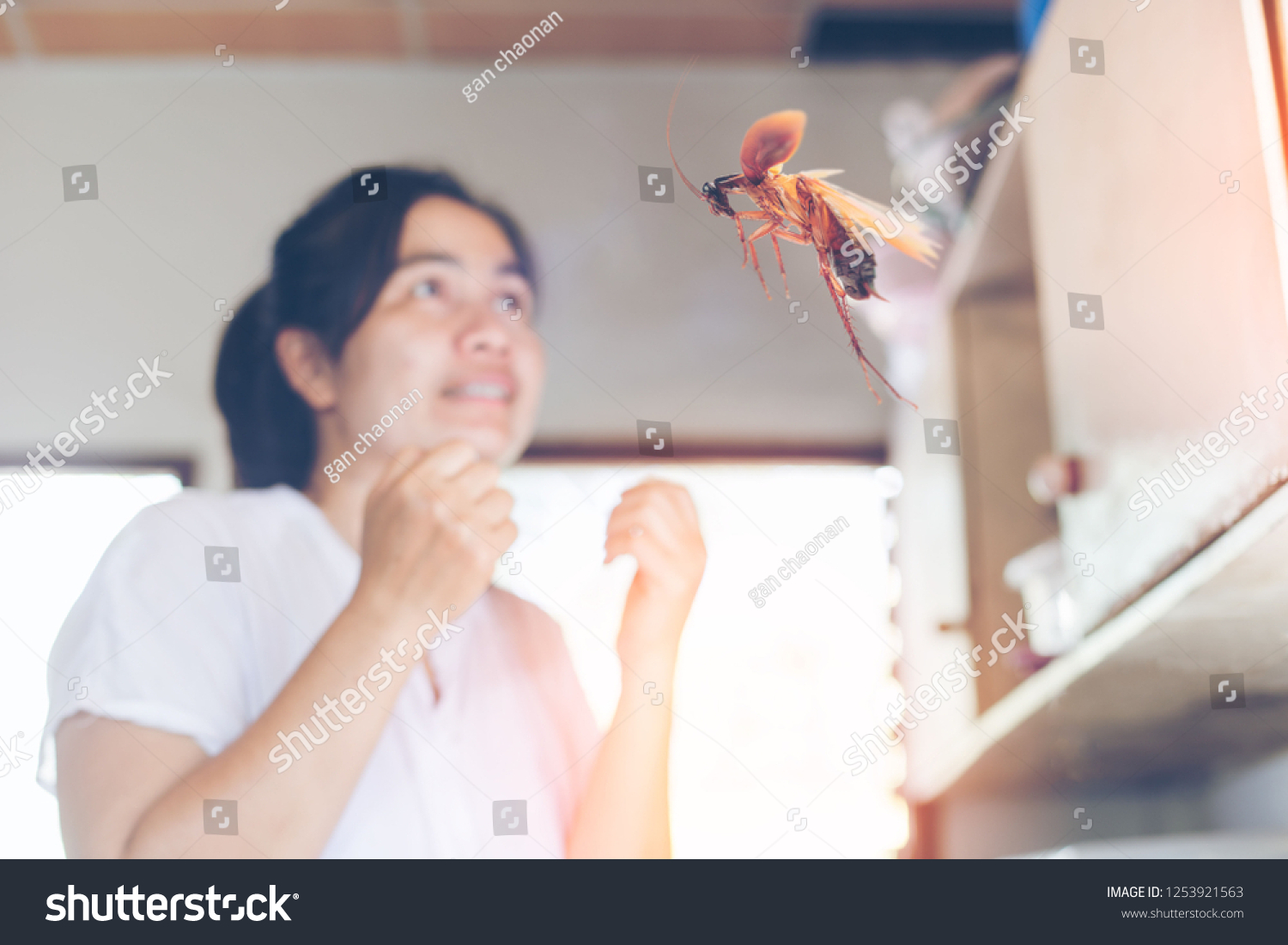 stock-photo-the-woman-is-going-to-hit-cockroaches-in-the-kitchen-cockroaches-are-flying-into-the-house-1253921563.jpg