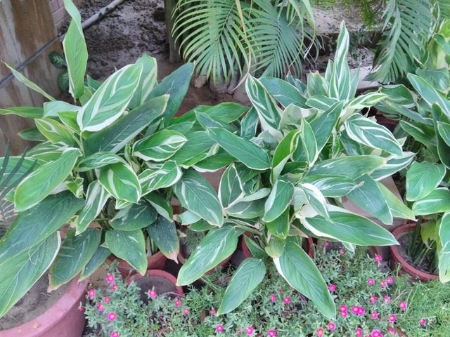 Heliconia plant 3.jpg