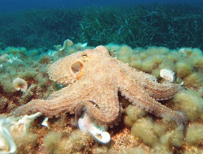 Octopus2.jpg