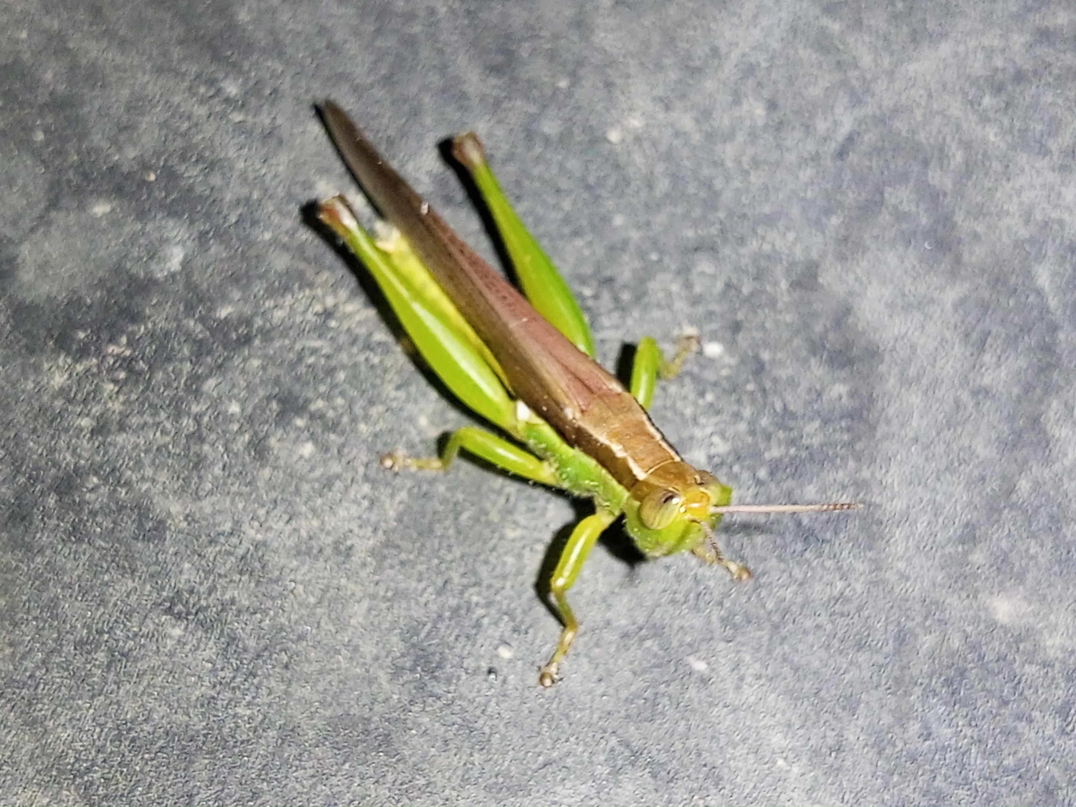 IMG_20250518_231316_577.jpg