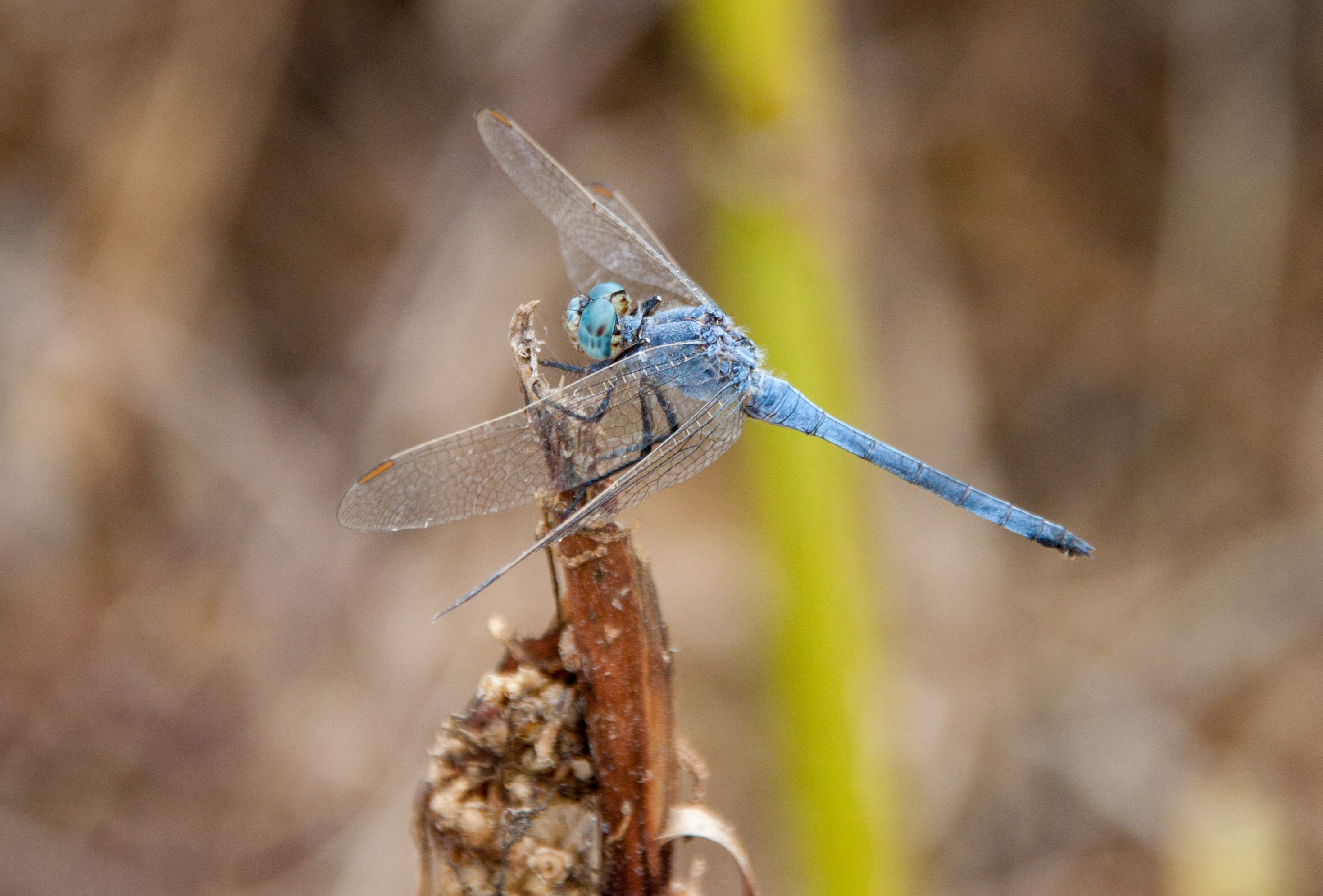 IMG_9582_cropped.jpg