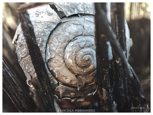 spiral_caracol -640- by Priscilla Hernandez.jpg