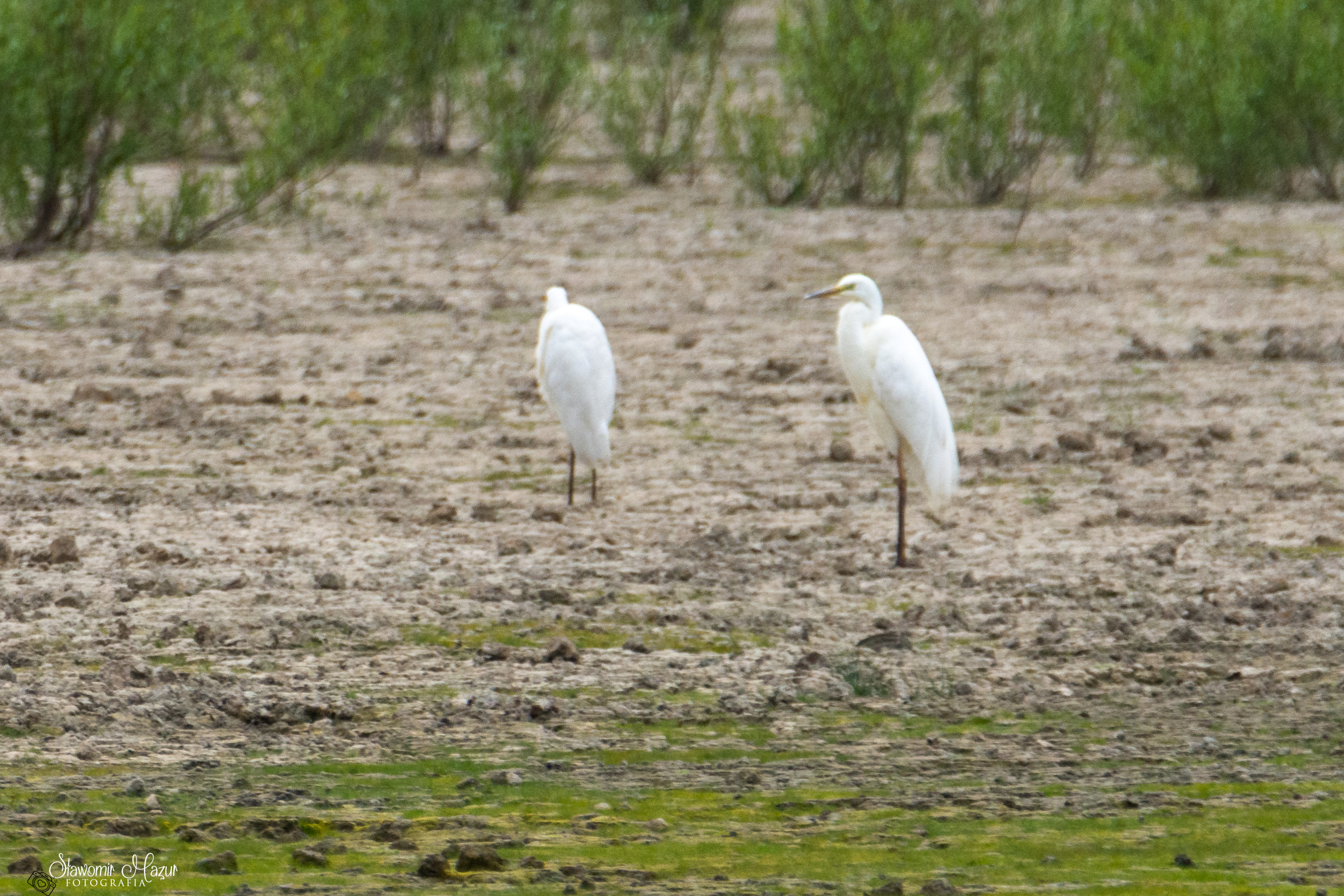 DSC_3741.jpg