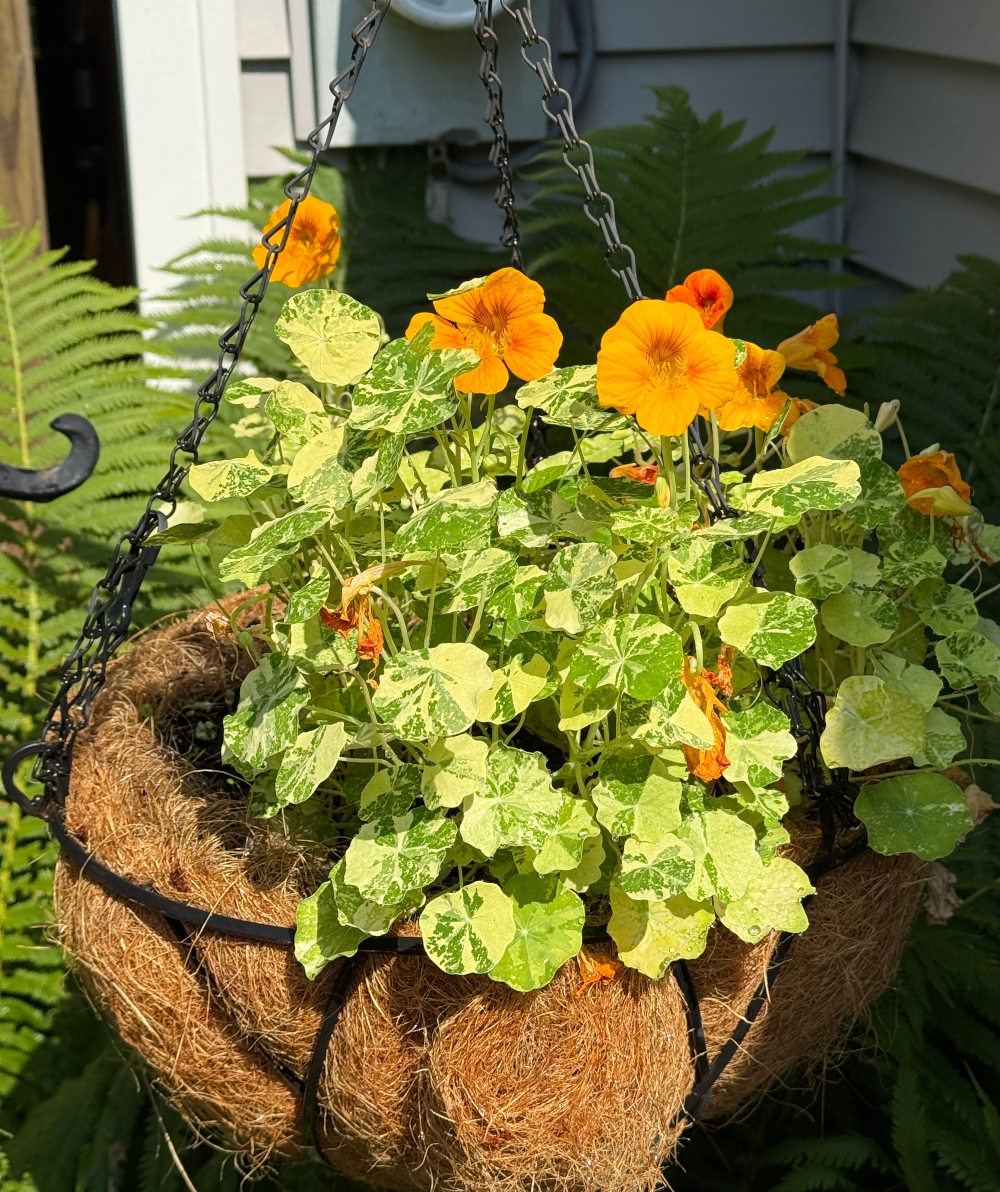 hivegarden-flowers-24.jpg