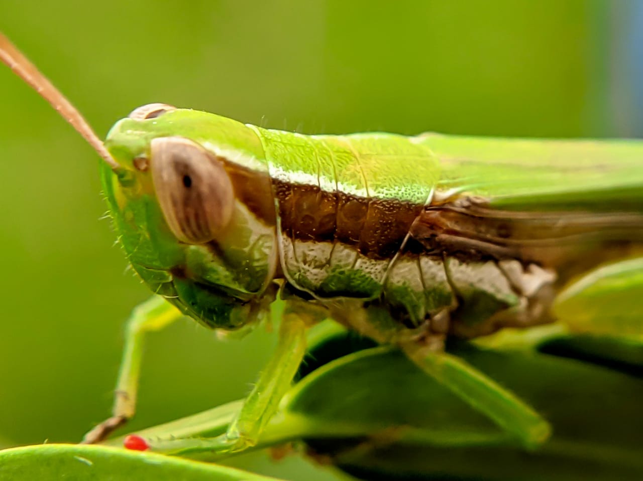 grasshopper (30).jpeg