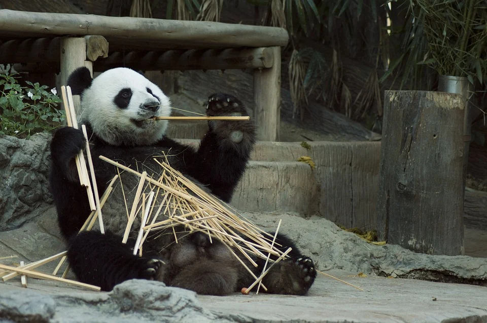panda-1203101_960_720 leben faulenzen Nanny.webp