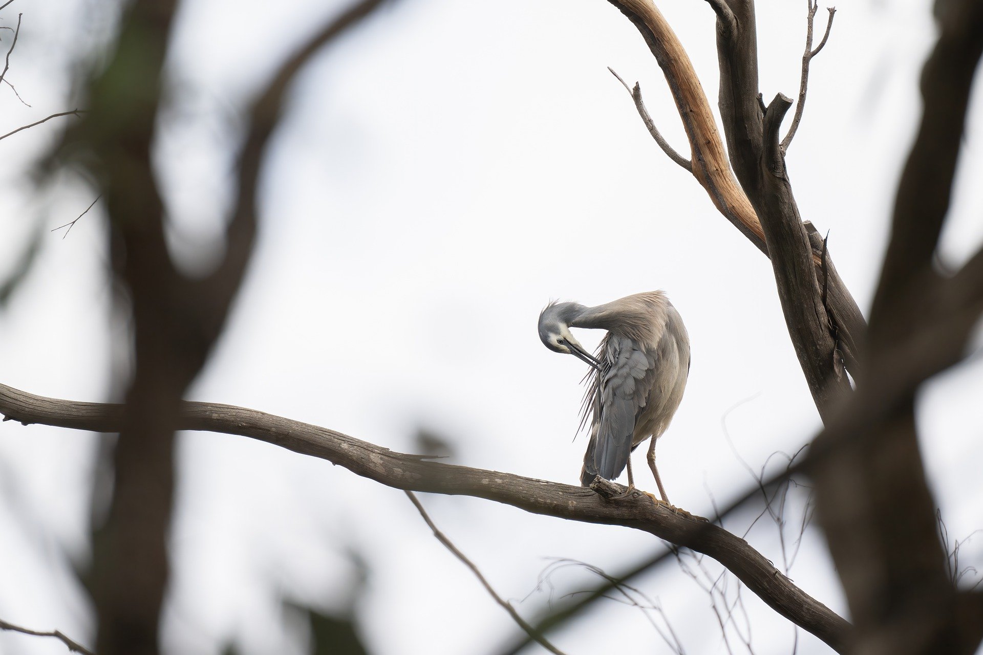 white-faced-heron-g80954cfe4_1920.jpg