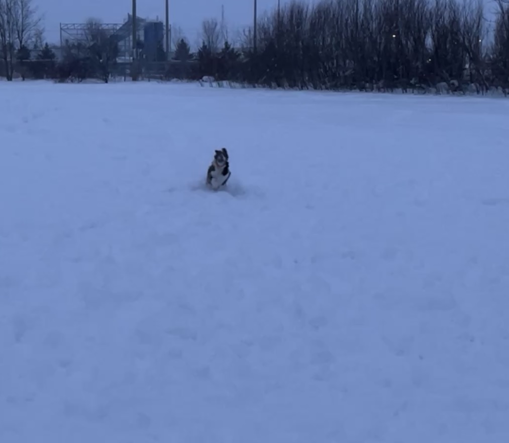 snowdog.jpg