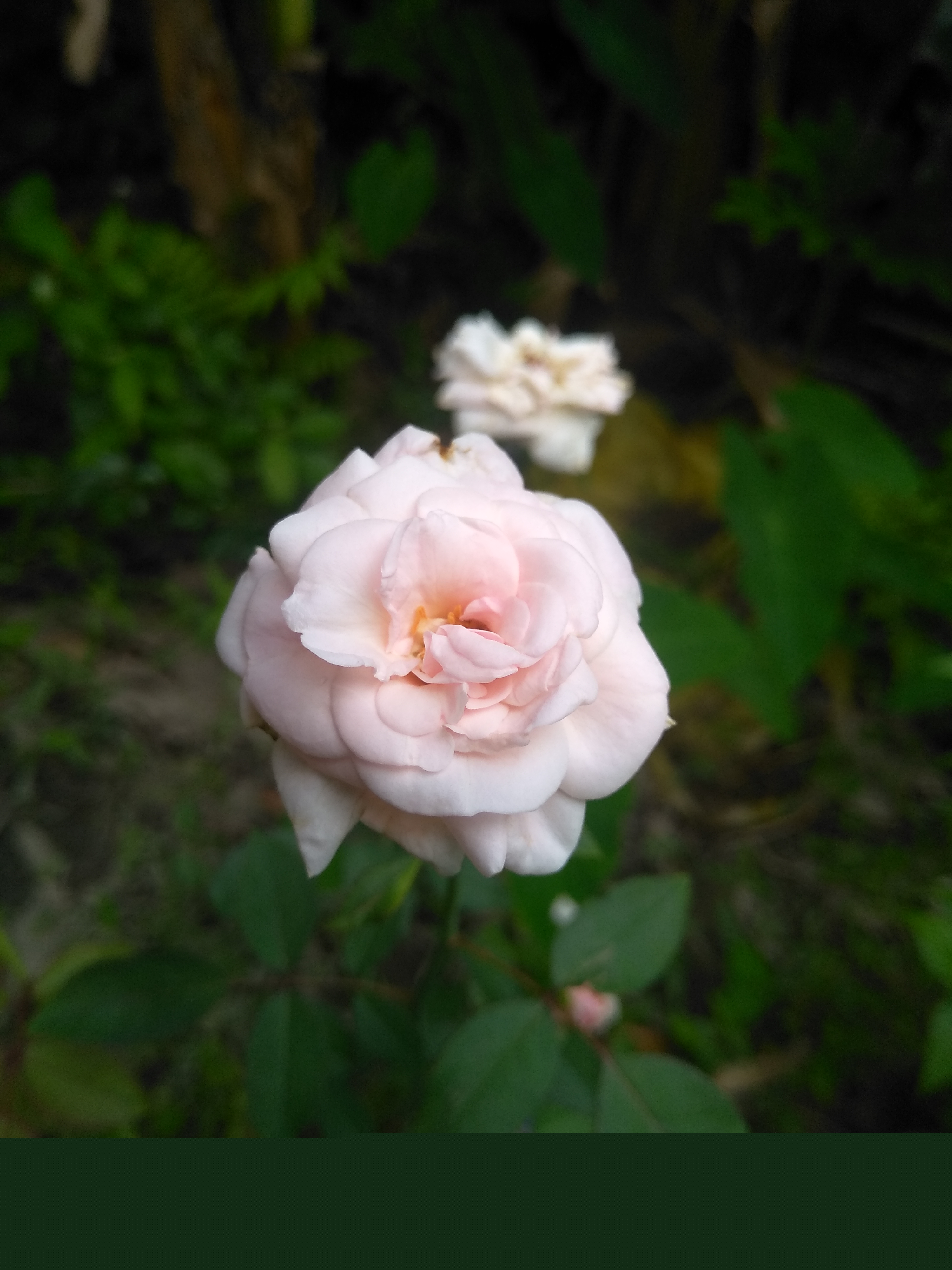 IMG_20200516_170344.jpg