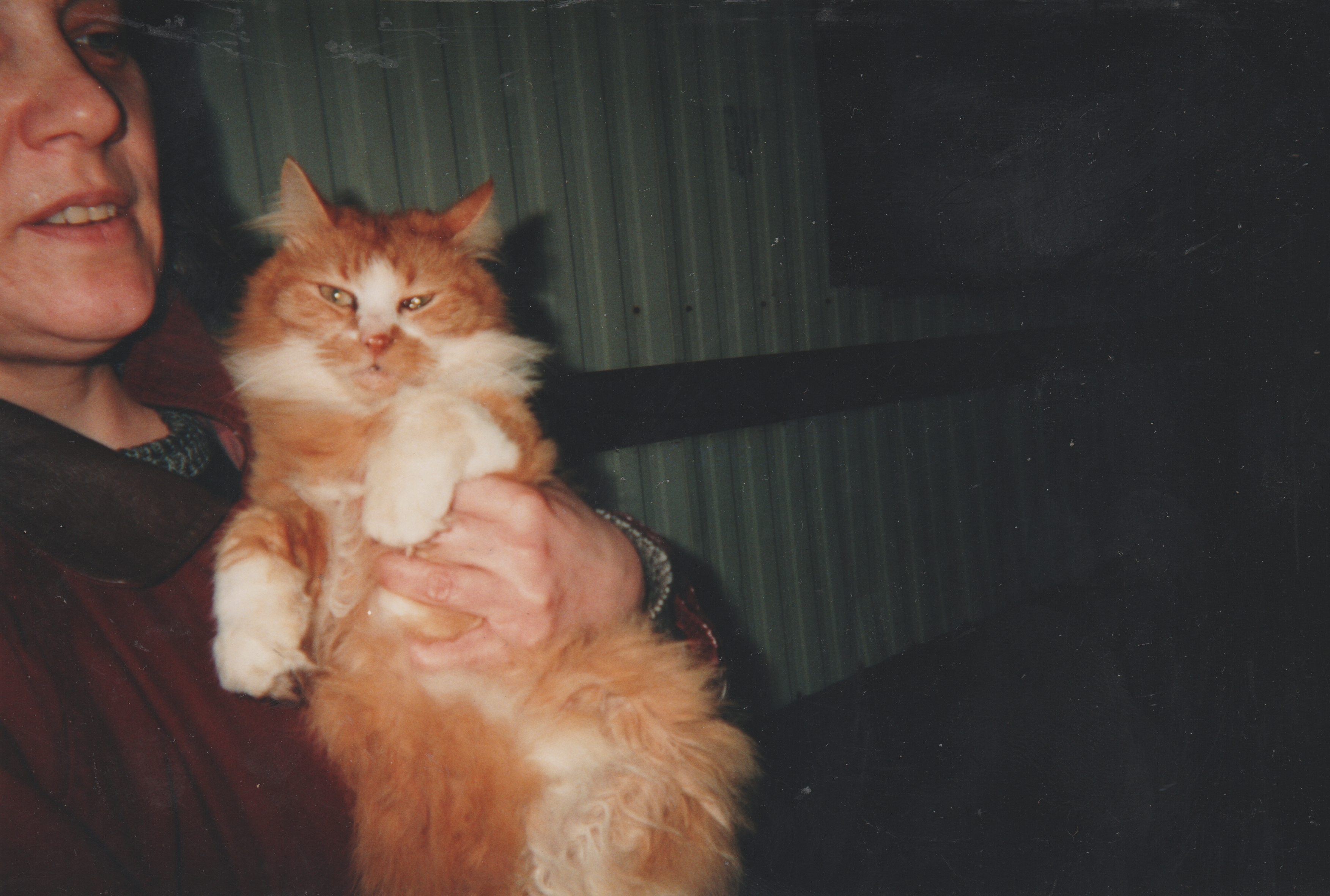 2000's - Marilyn, Honey Cat, outside 163 near the front porch.jpg