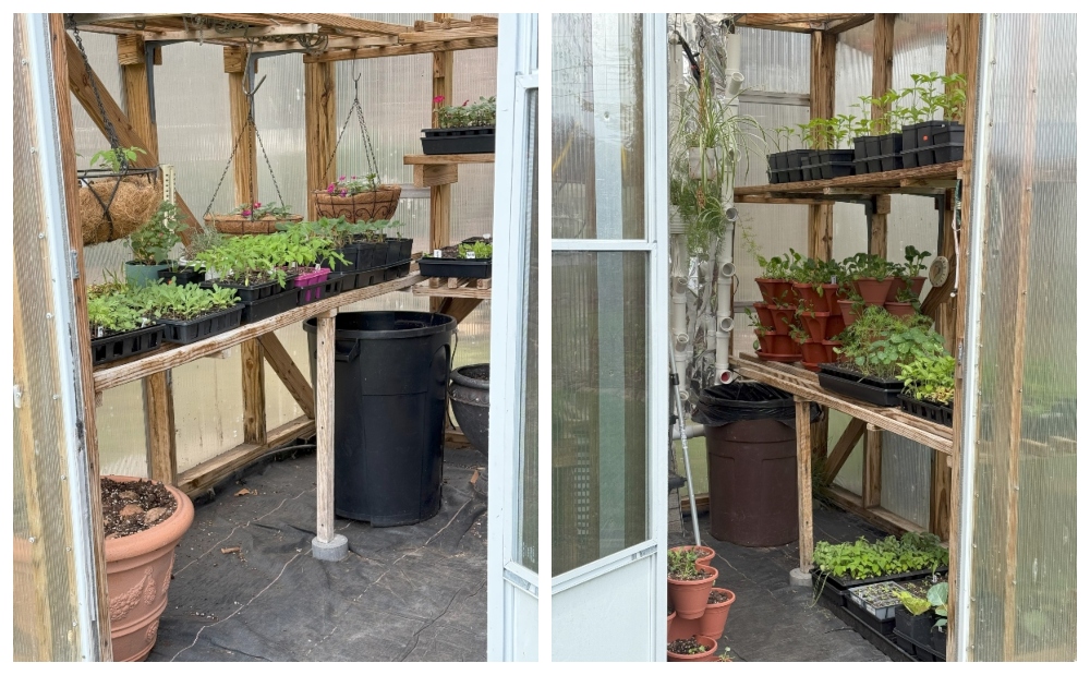 hivegarden-plants-10d.jpg