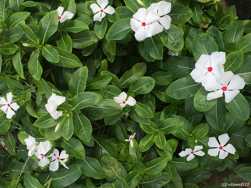Catharanthus-blanca-3.png