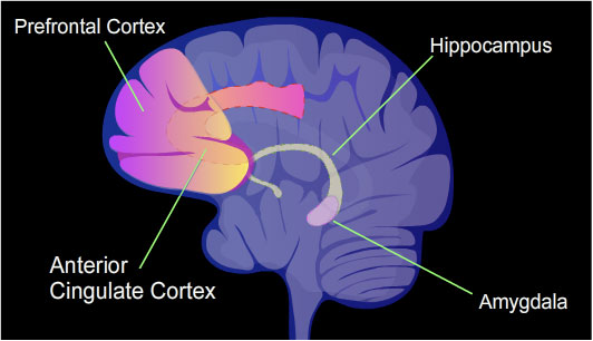 Prefrontal Cortex.jpg