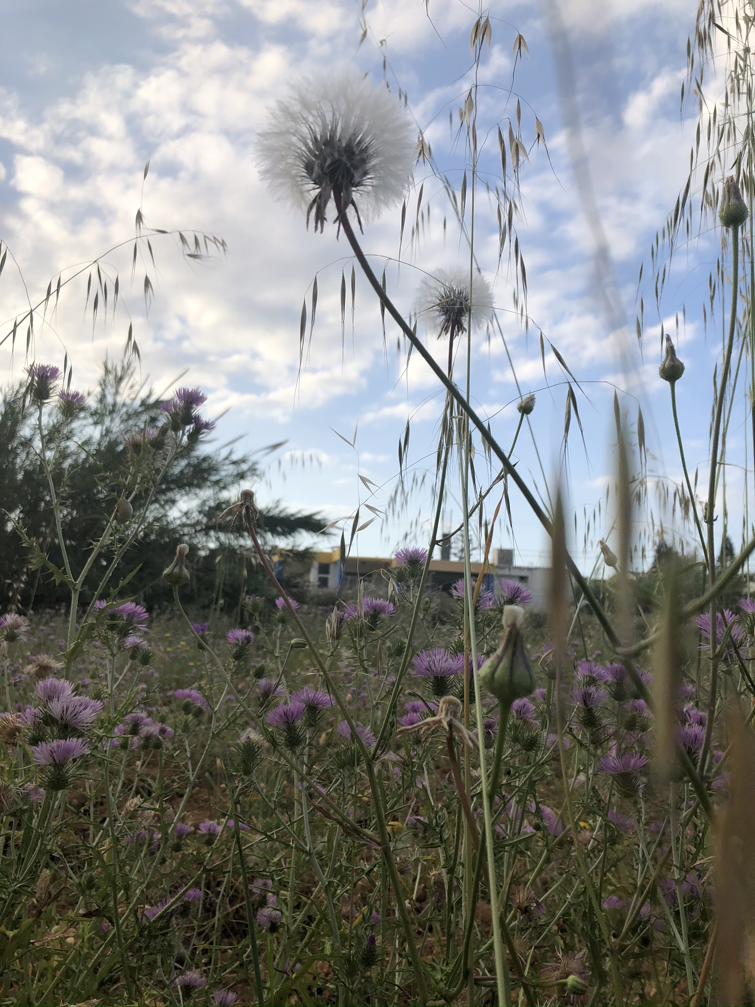 IMG_4626.jpeg