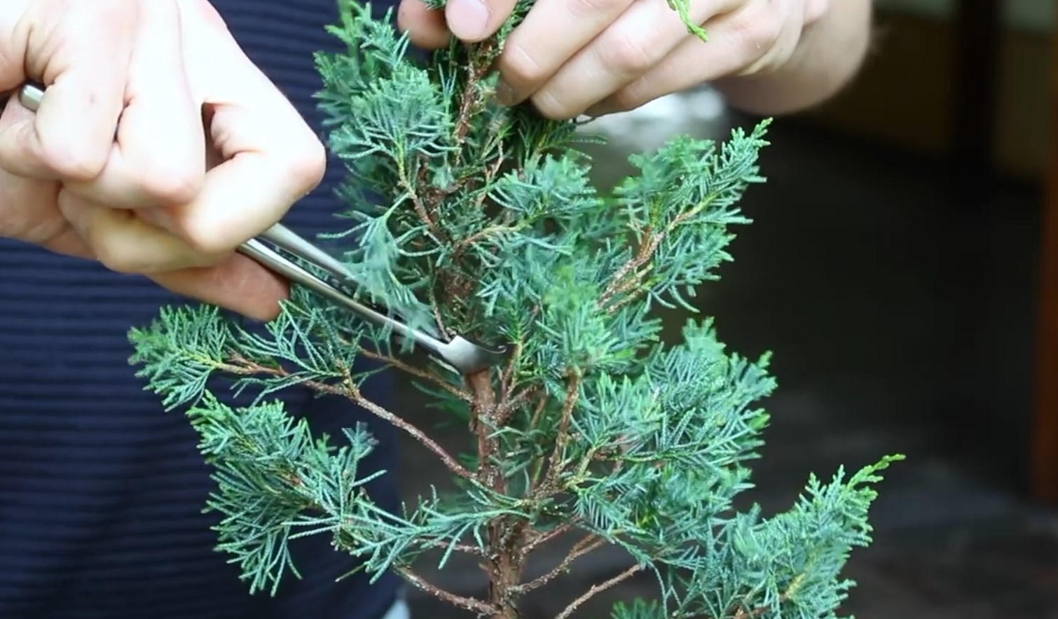 07.-Como-crear-un-bonsai-de-enebro-corte-punta.jpg