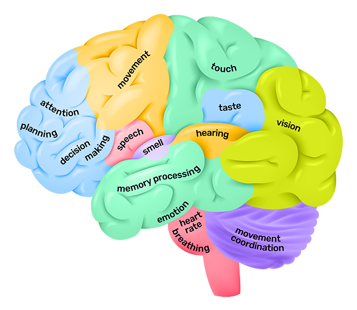 Lobes-of-the-brain-QBI.jpg