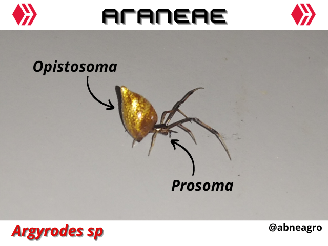 Automeris cf. jucunda (6).png