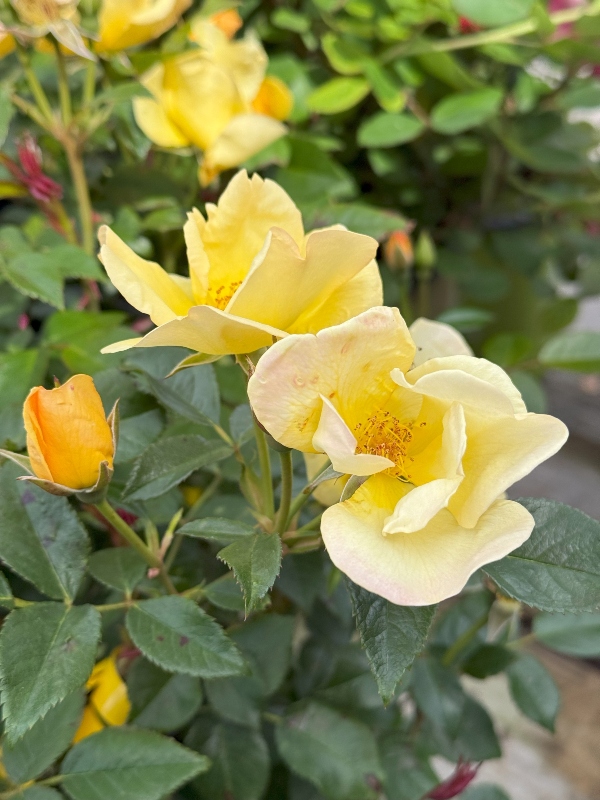 hivegarden-flowers-rose-2.jpg