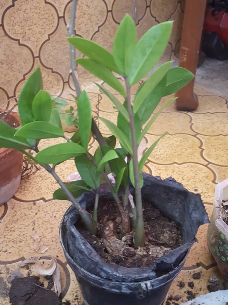 planta sin separar.jpg