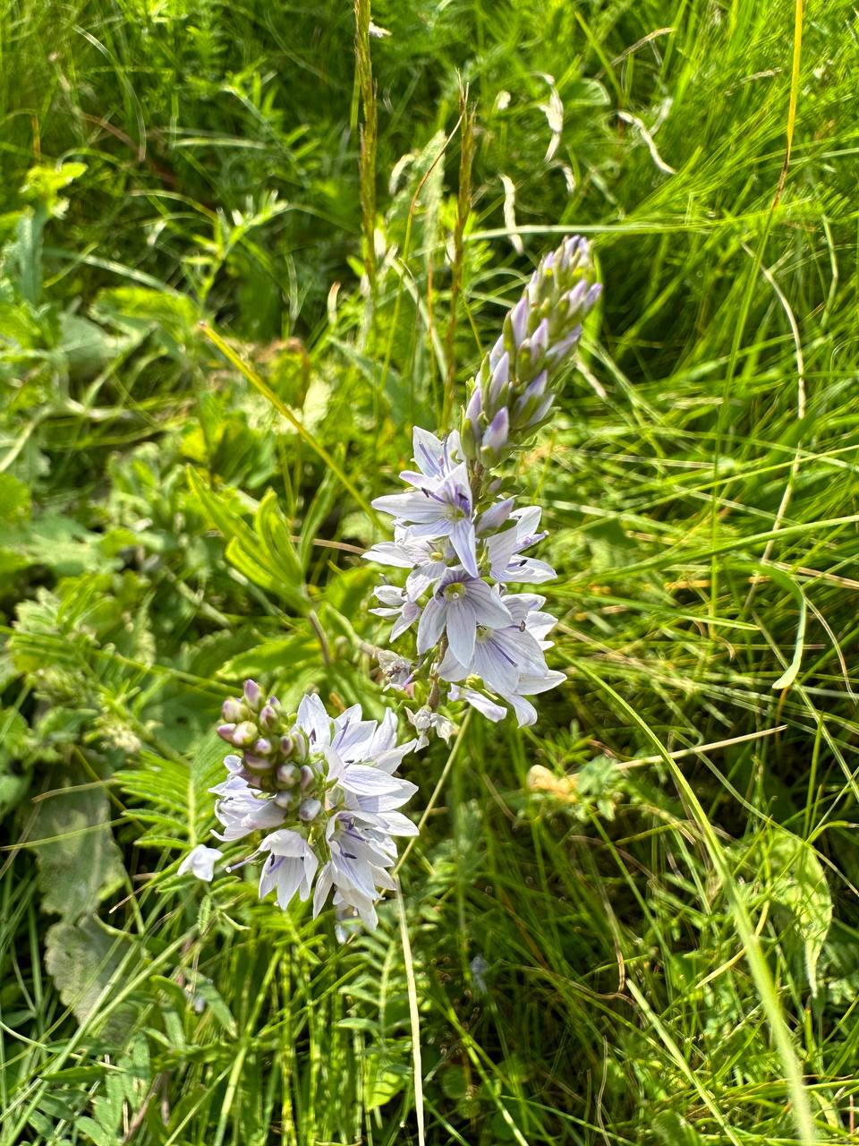 IMG_1167.jpeg