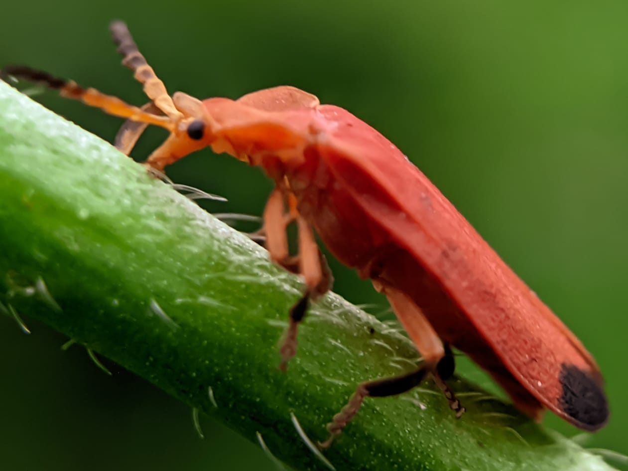 net winged beetle (5).jpeg