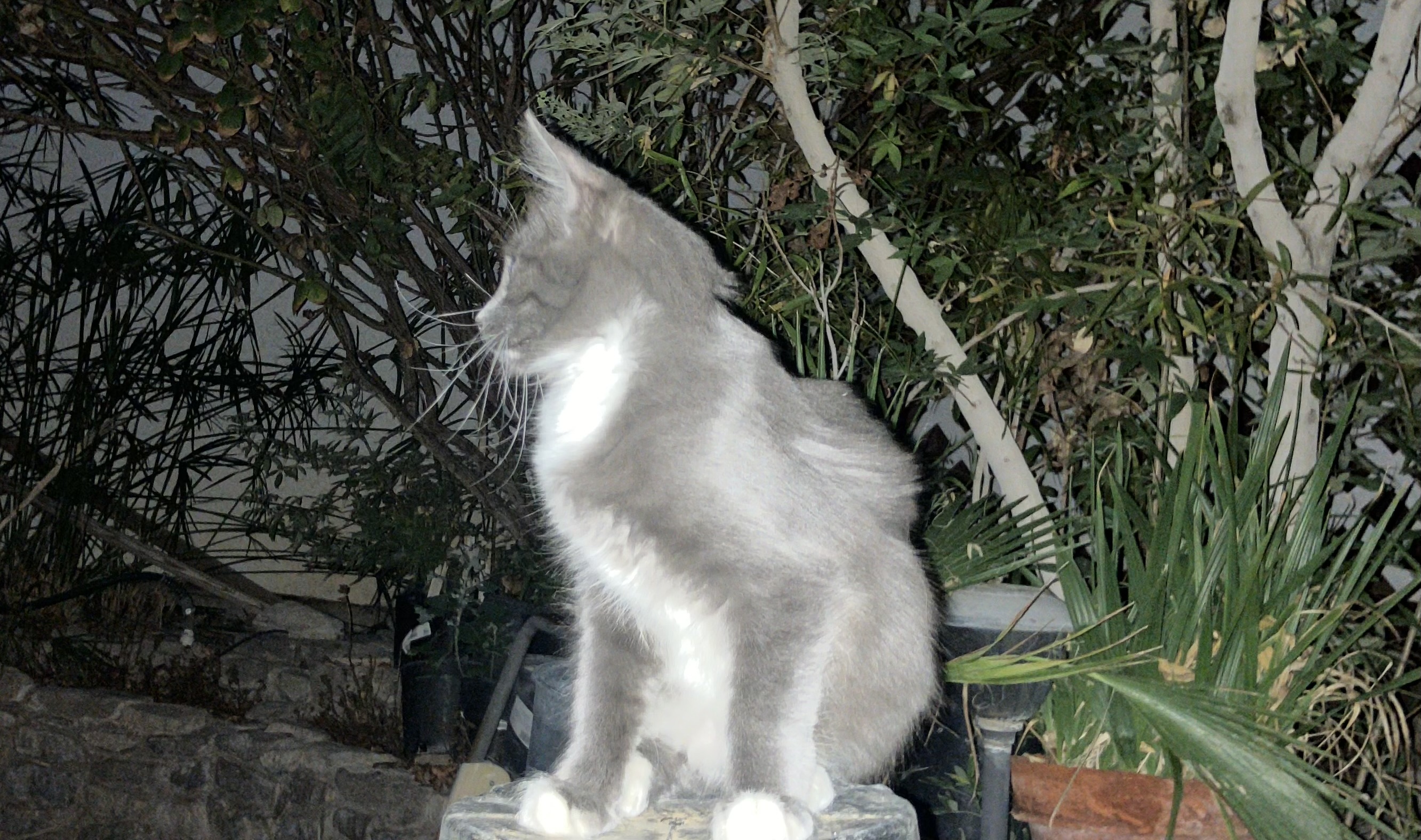 IMG_1412.jpeg