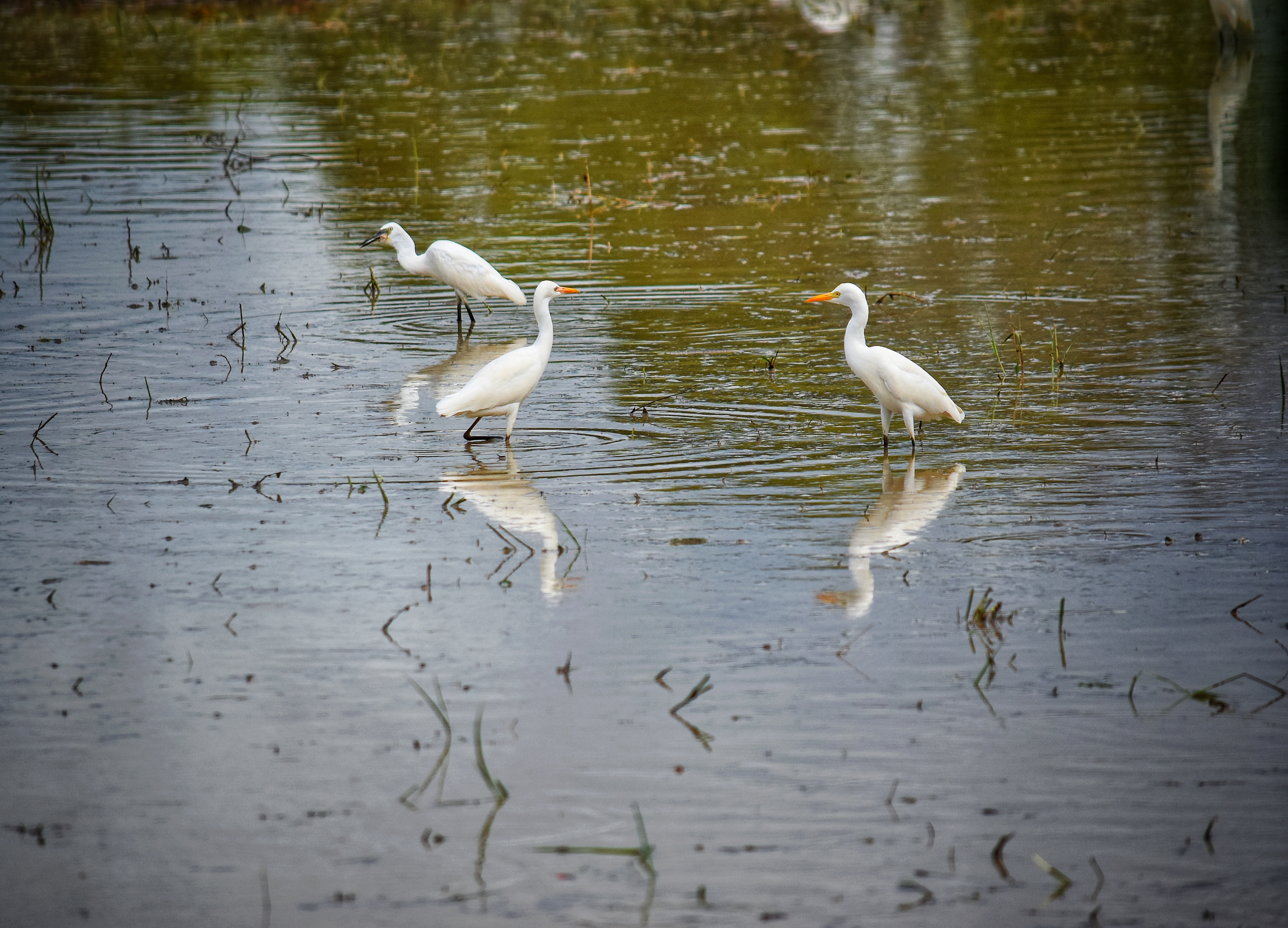 Stock Little egrets in the rice field 2.jpeg