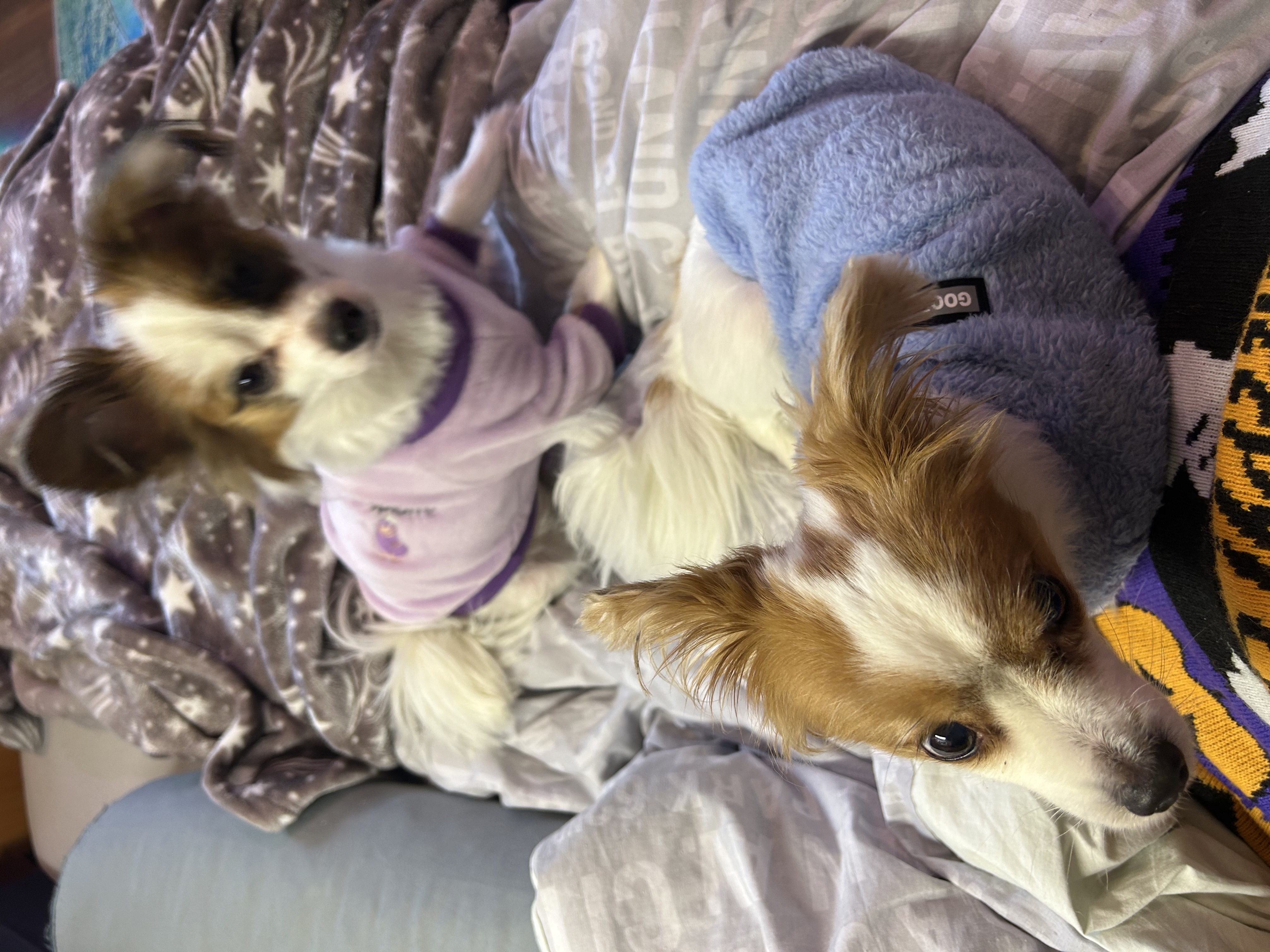 IMG_7617.jpeg