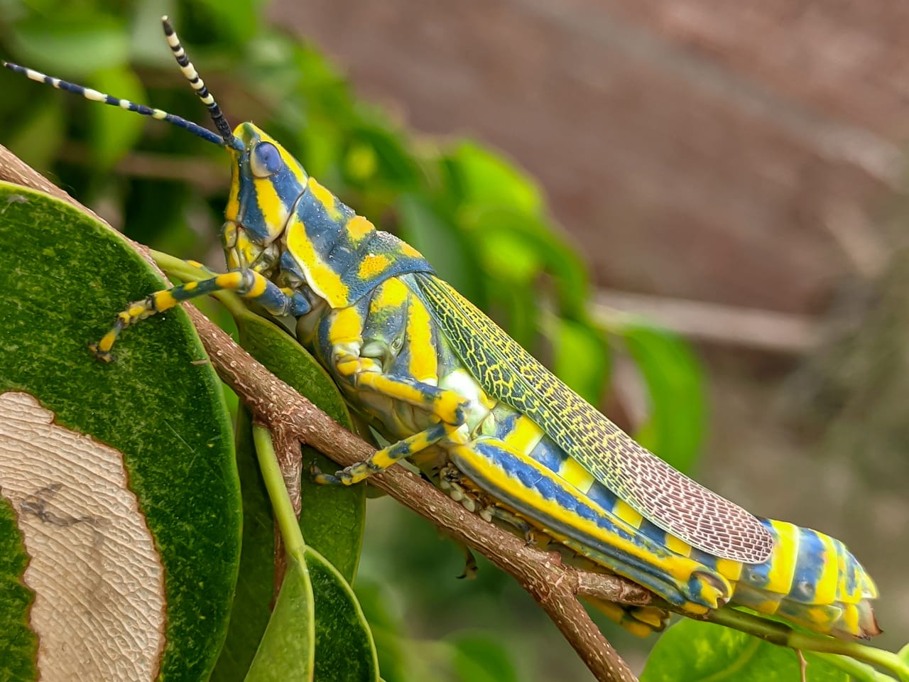painted grasshopper (5).jpeg