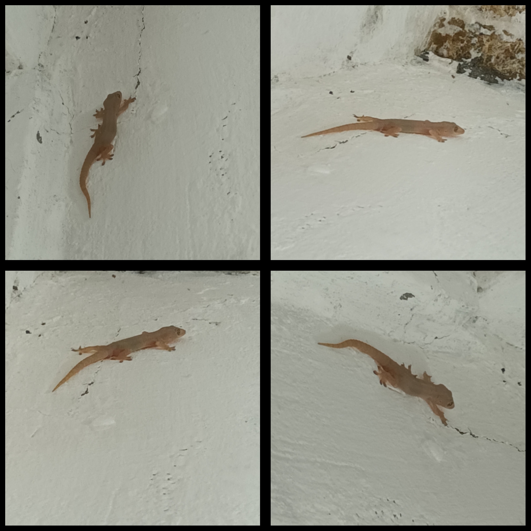 PhotoCollage_1698201080637.jpg