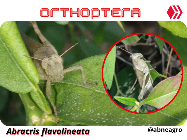 Automeris cf. jucunda (2).png