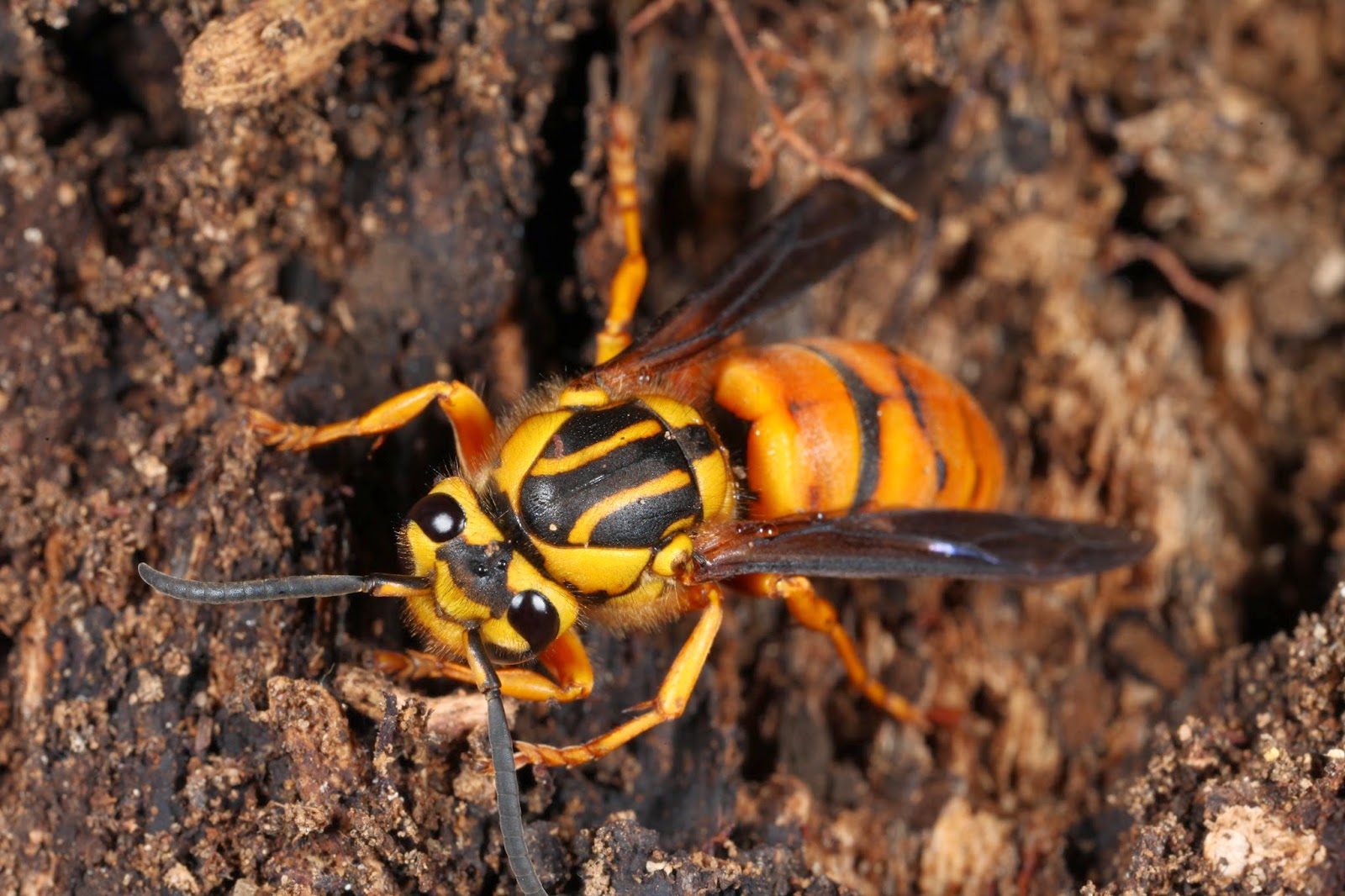 Yellow Jacket Macro Photograph.JPG