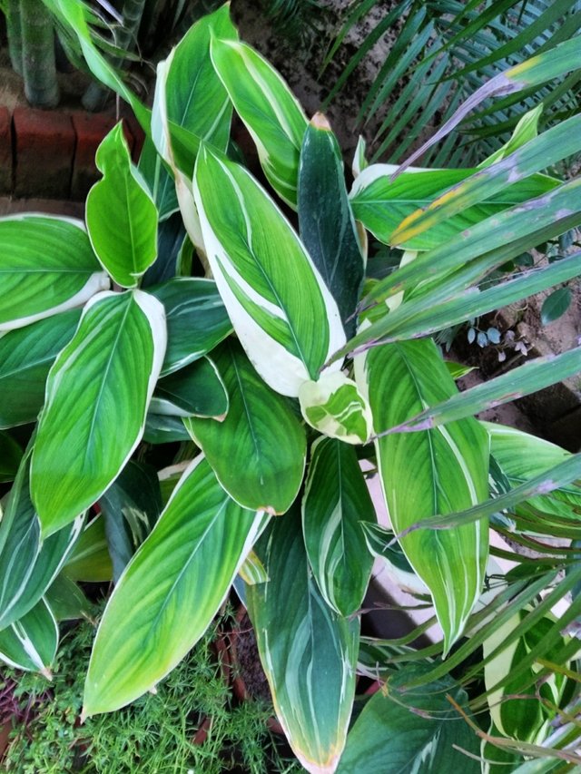 Heliconia plant 1.jpg