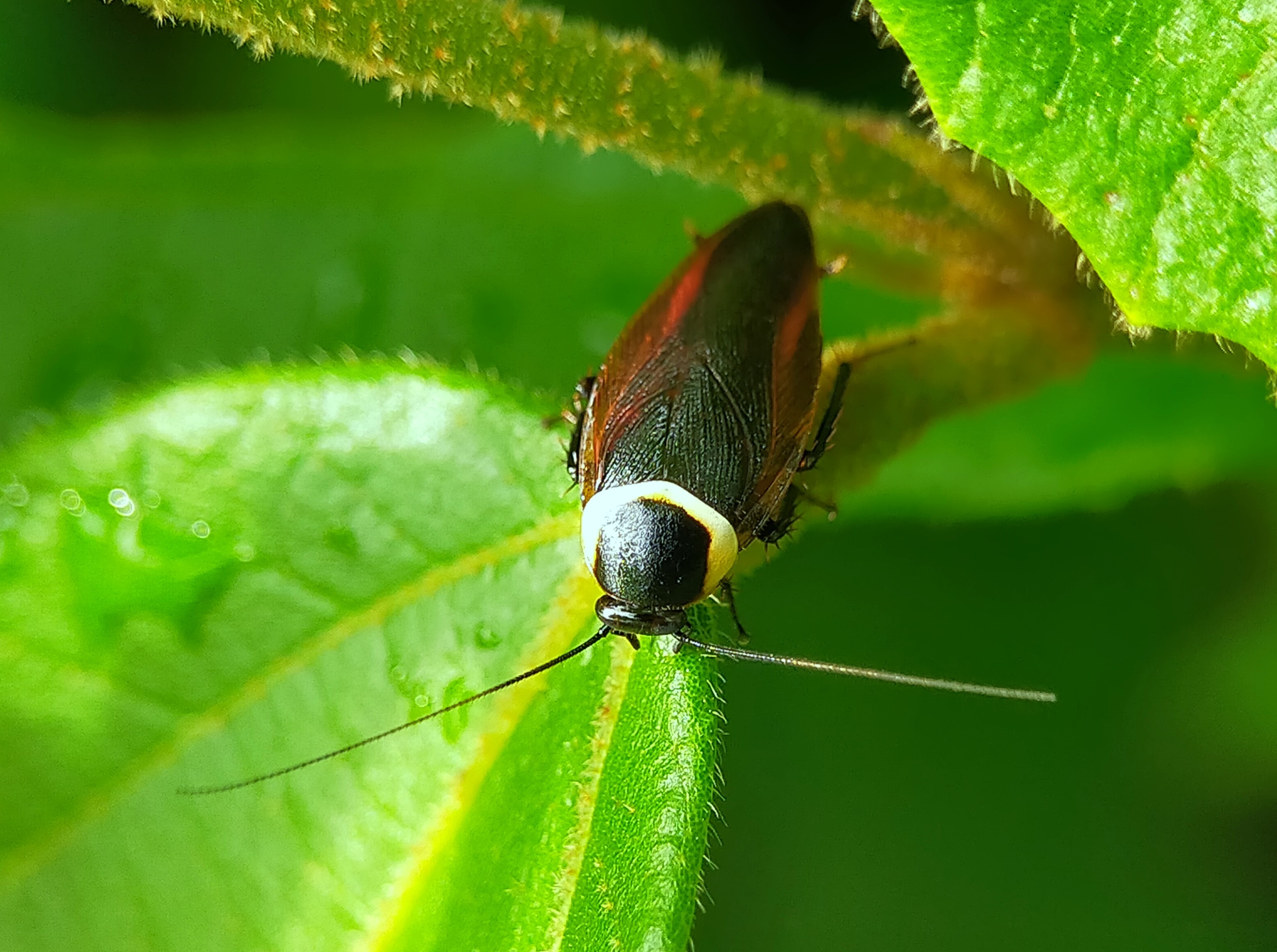 Forest Cockroach (17).jpg