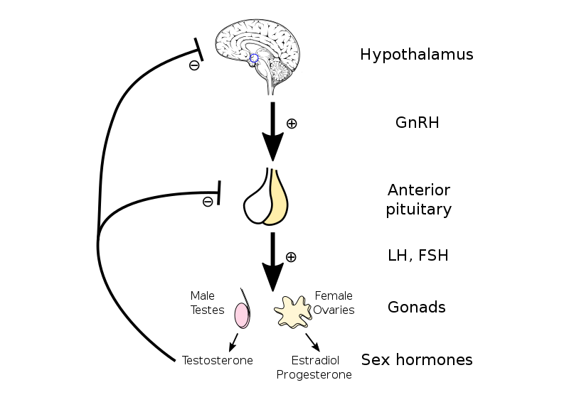 800px-Hypothalamic–pituitary–gonadal_axis.svg.png