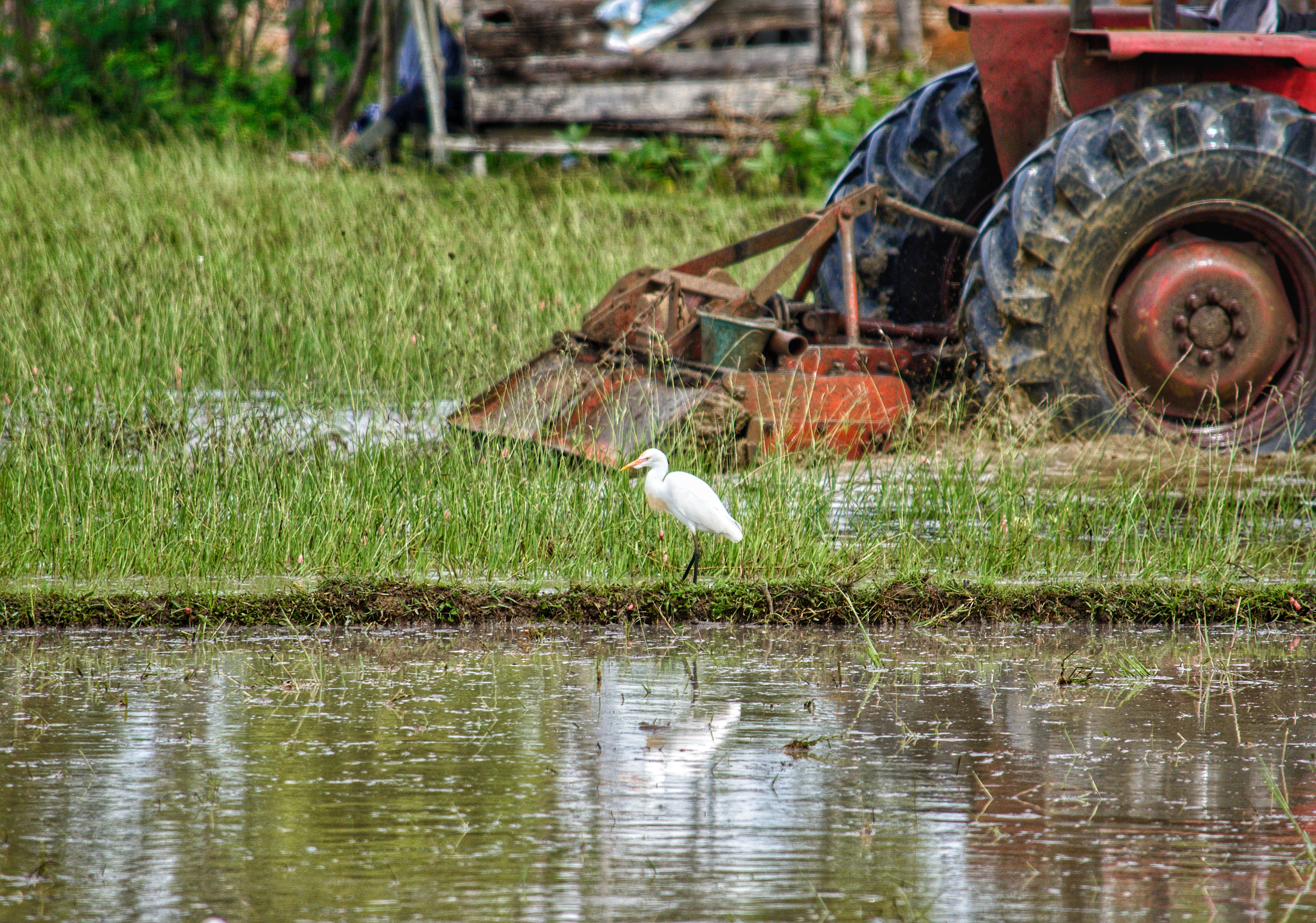 Stock Little egrets in the rice field 1.jpeg