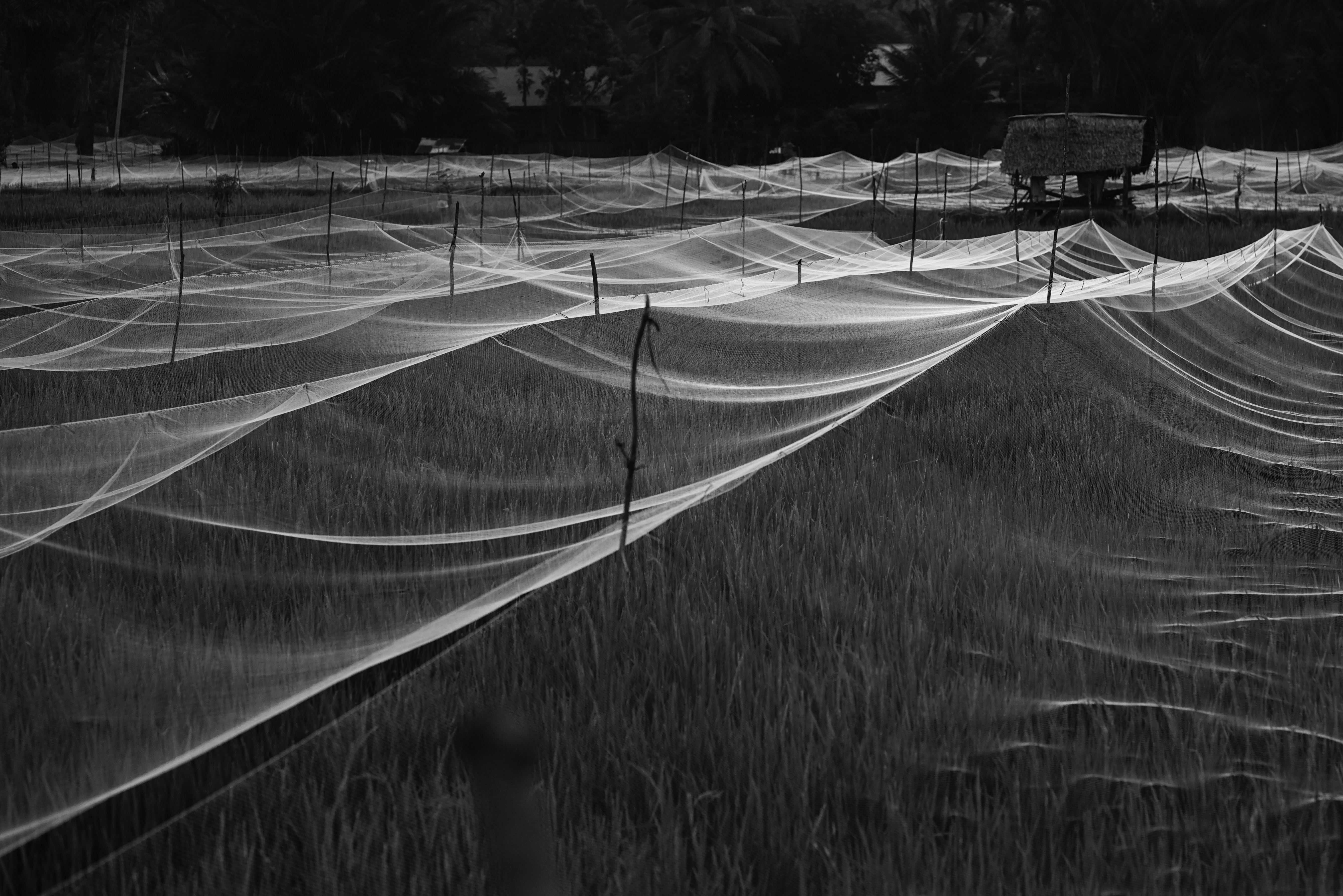 DSC02006-02.jpeg