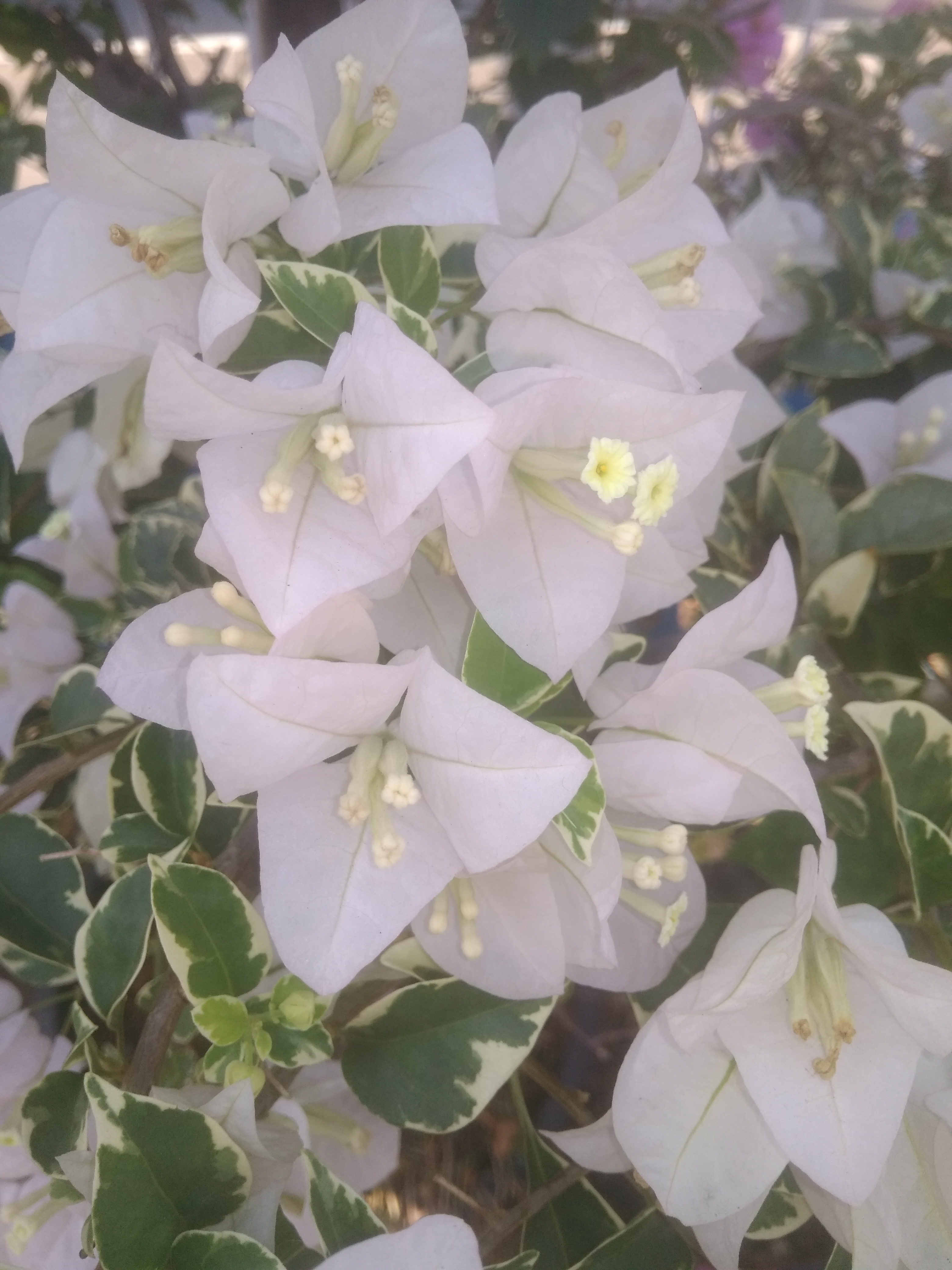 bunga putih.jpg