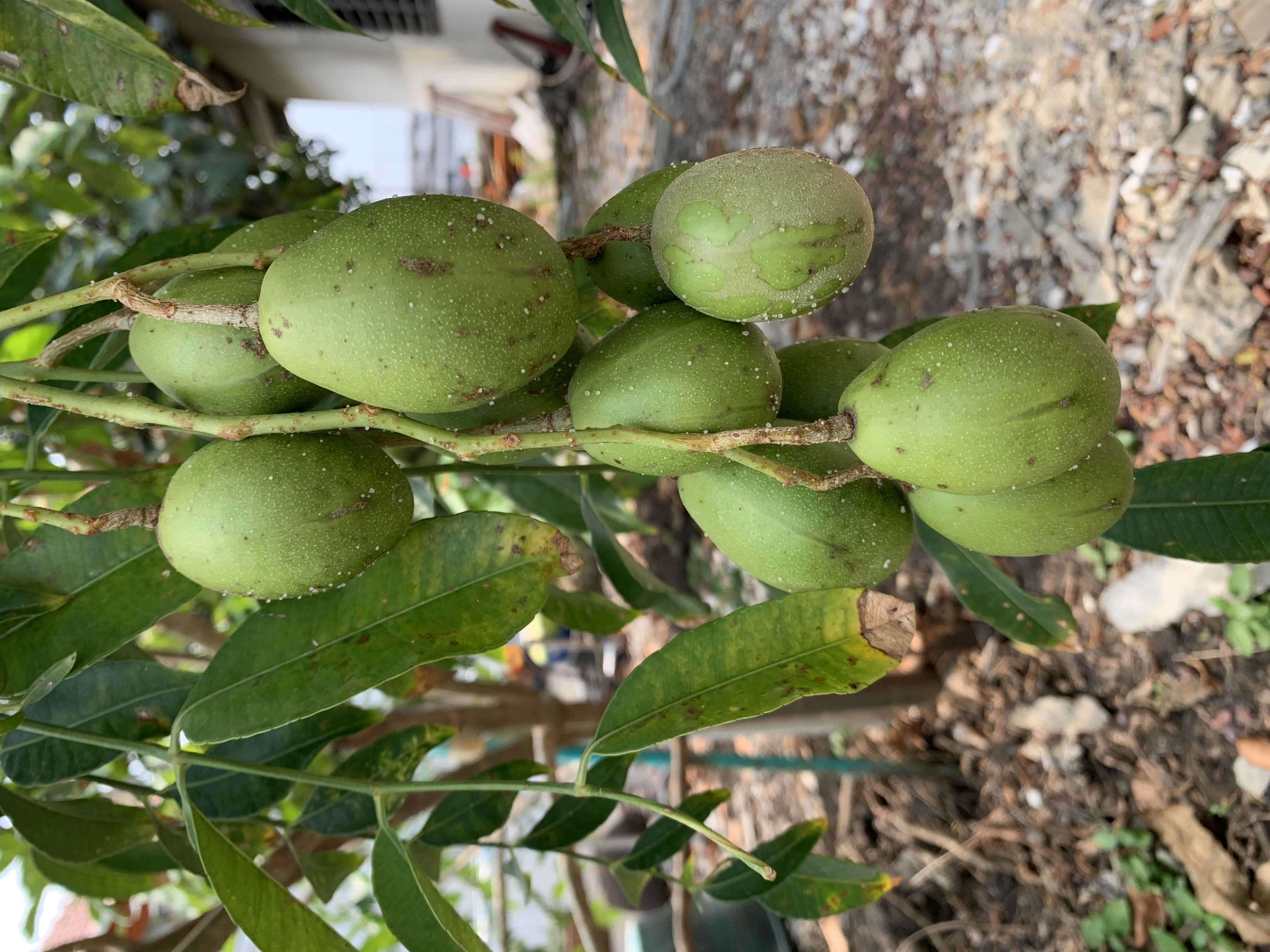 fruit1.jpg