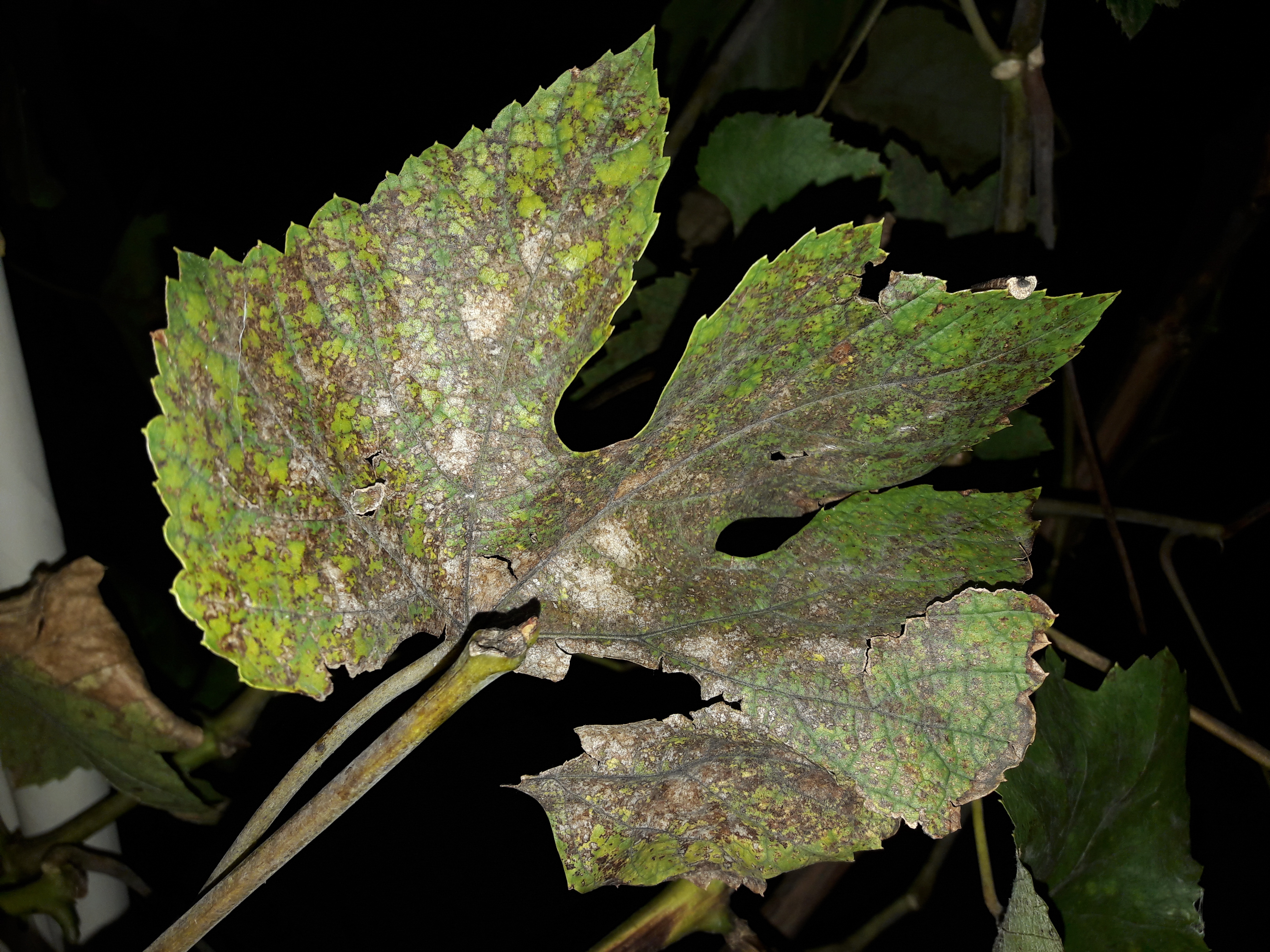 Flora-Leafs-Tree-Publicdomain (56).jpg