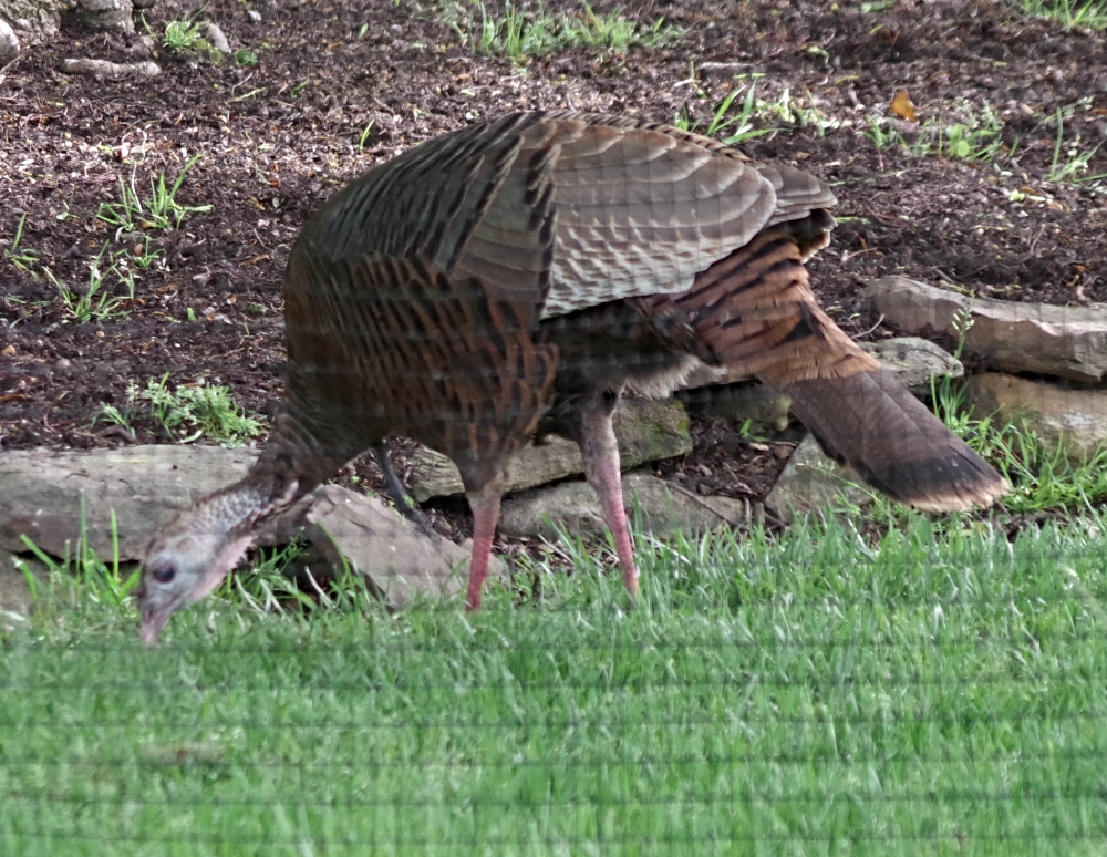 feathered-friends-turkey-5.jpg