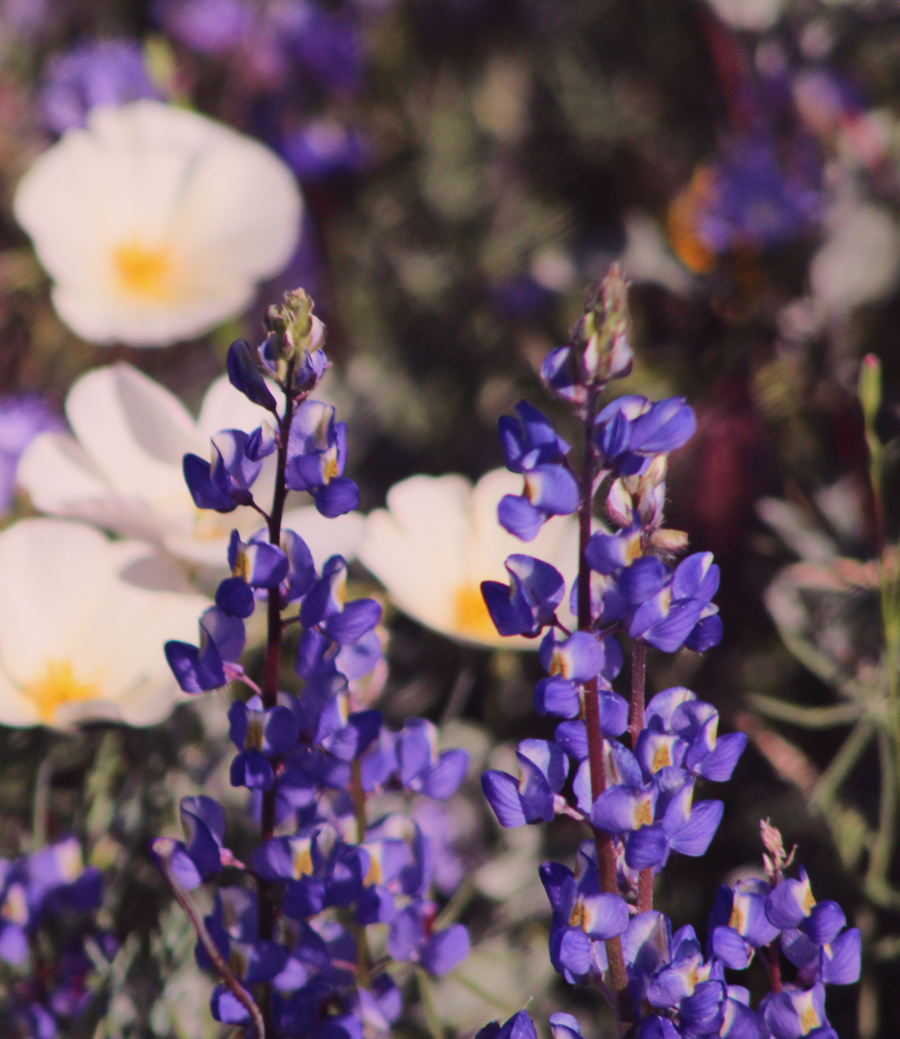 Wildflowers Bartlett Lake 2019136.jpg