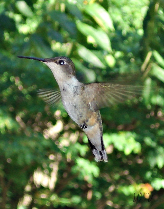 feathered-friends-female-hummingbird-sunscape.jpg