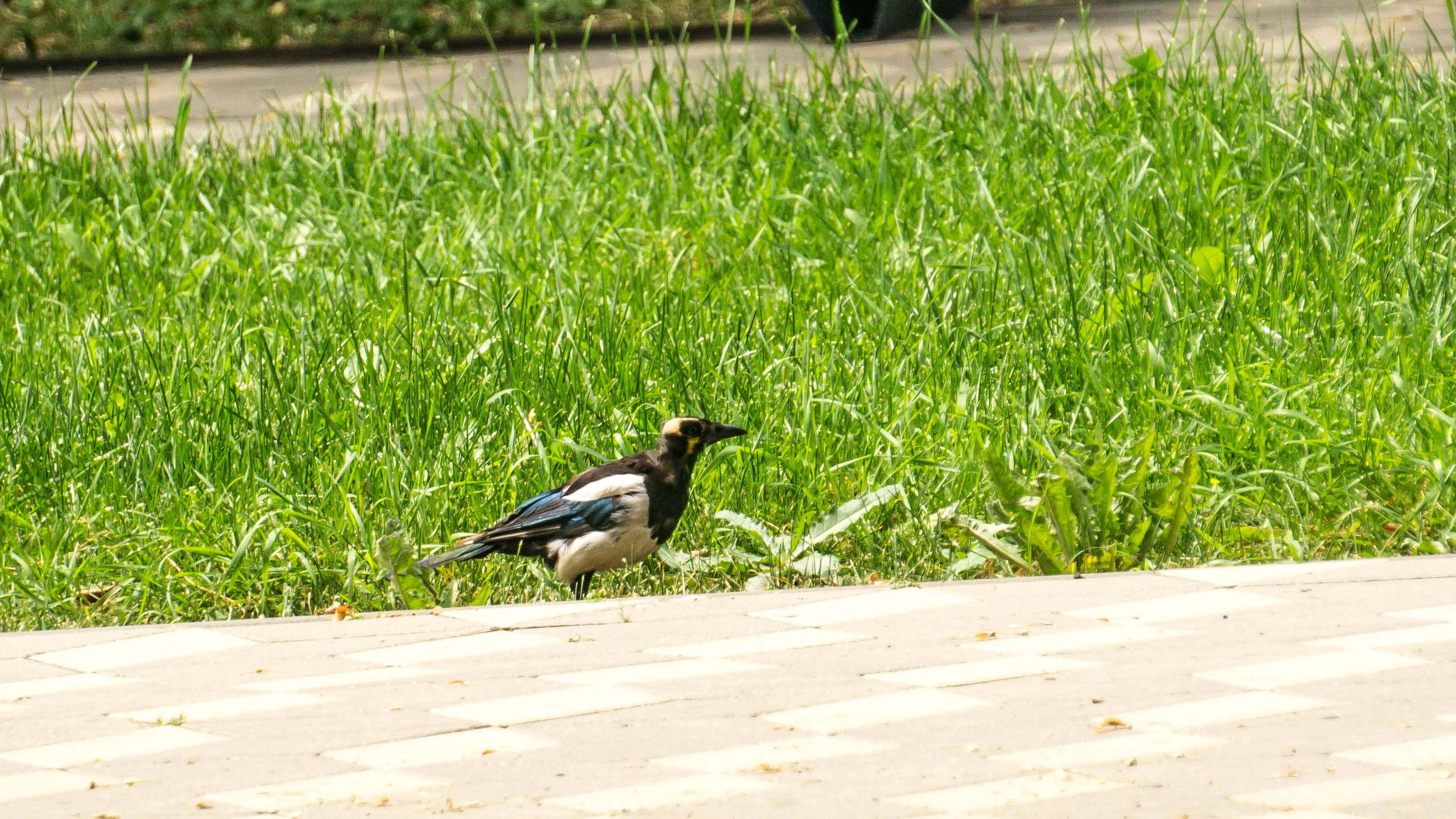 DSC01603-4.jpg