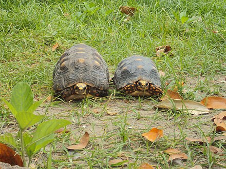 Tortugas_morrocoy_hembra_y_macho_en_valencia,_venezuela.jpeg