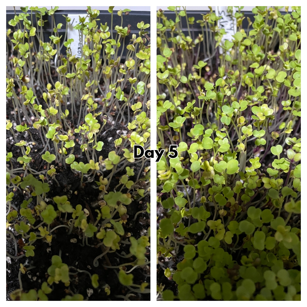 microgreens-day 5.jpg